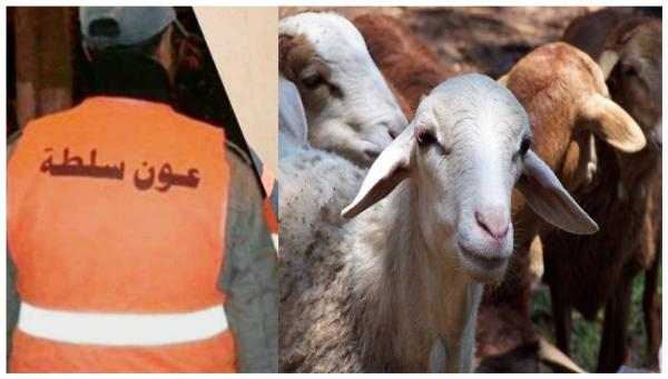 الحكم على عون سلطة ووالده بالسجن النافذ